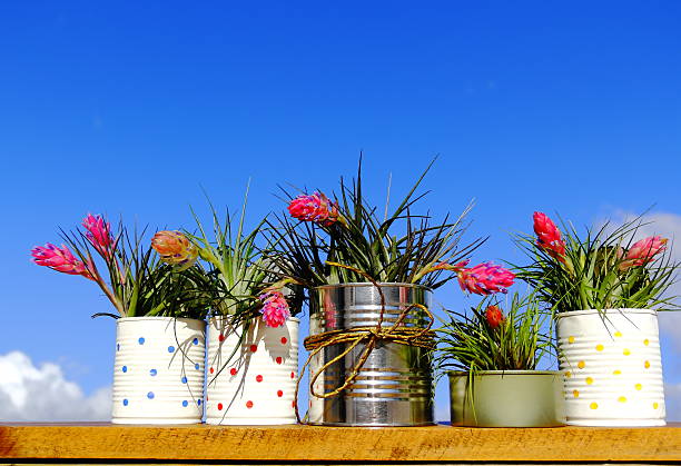 Plants in recycled containers